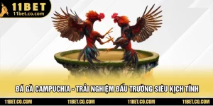 Đá Gà Campuchia - Trải Nghiệm Đấu Trường Siêu Kịch Tính