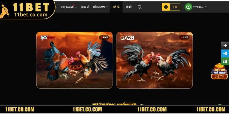 Giới thiệu đôi nét về sảnh cược đá gà WS168 tại 11BET online