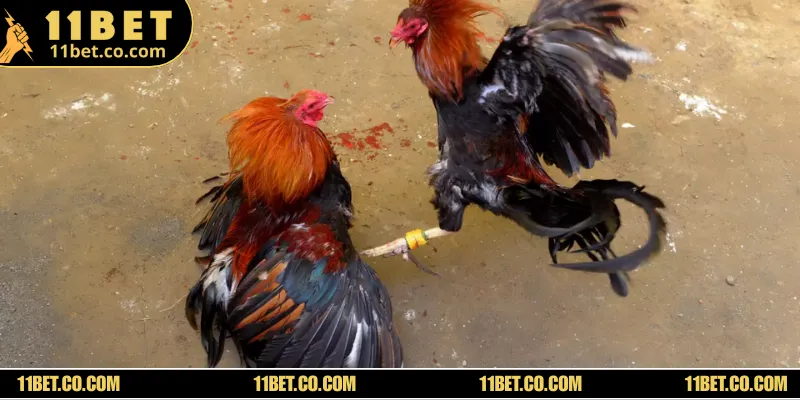 Hình thức thi chọi kê cựa sắt kịch tính không kém cựa dao